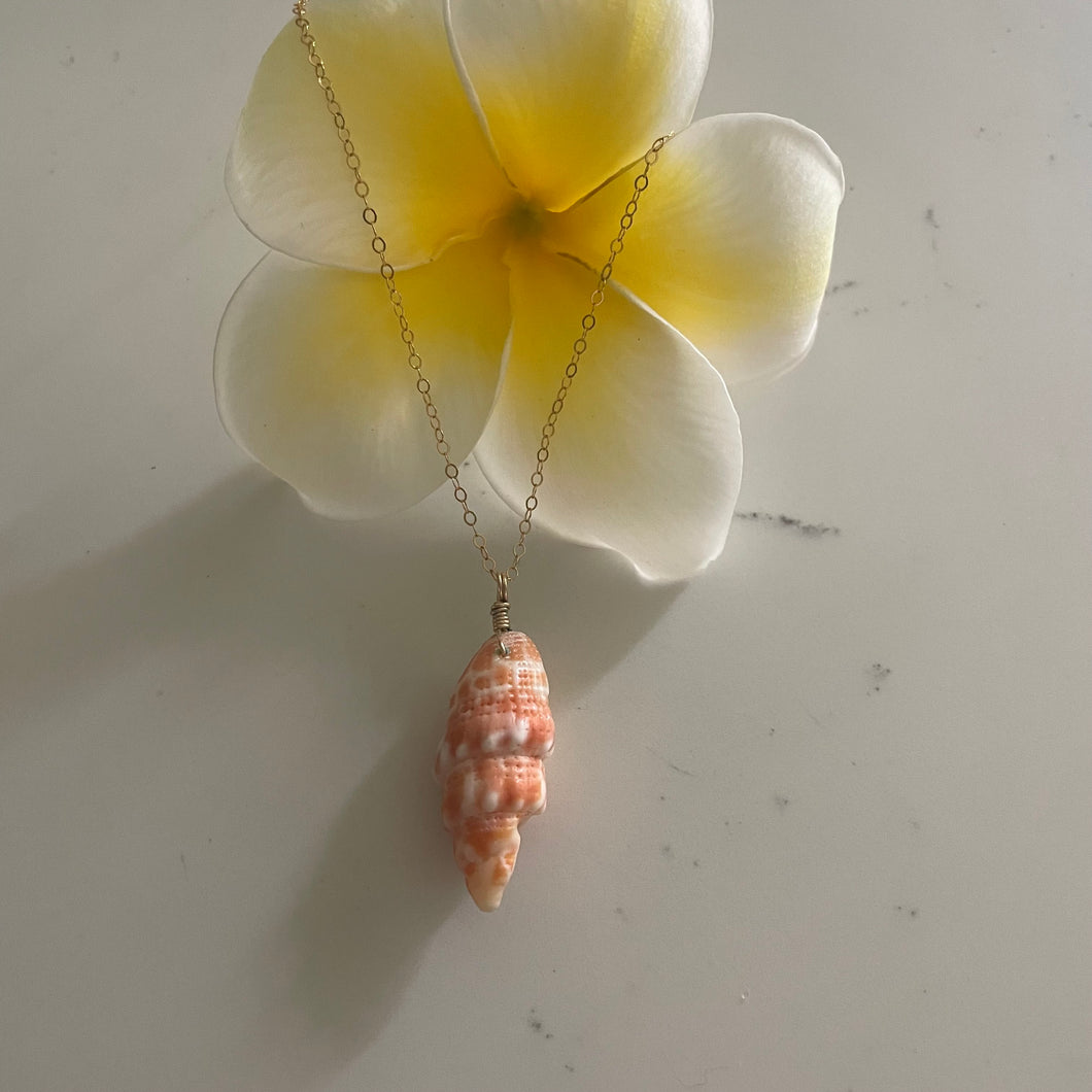 HAWAI’I MITER SHELL NECKLACE